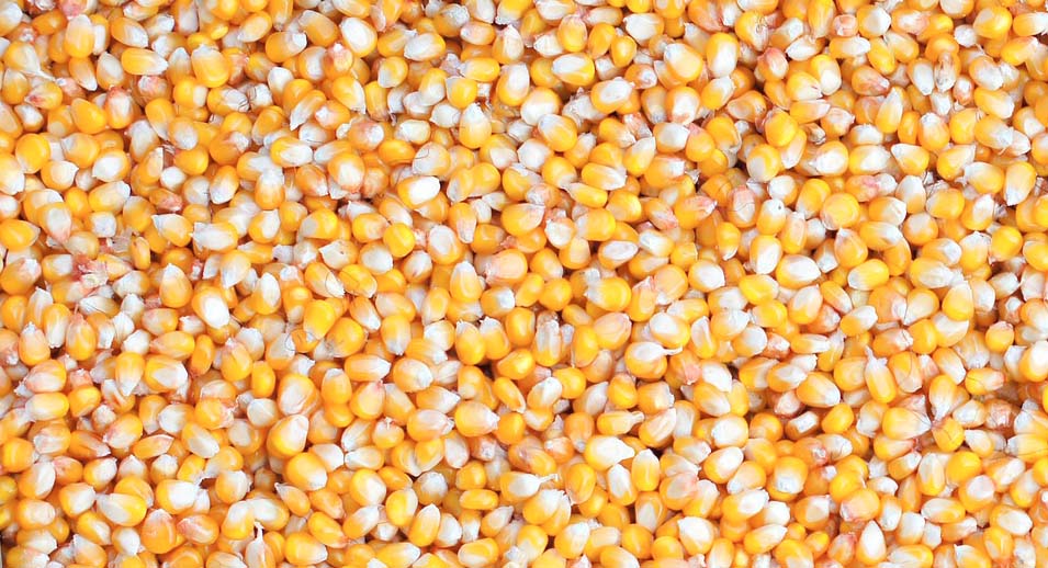 Maïs sec, humide ou épi, pour les VLHP, vous préférez quoi ?