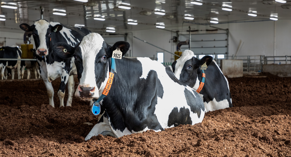 Steps to Help Manage Non-Ambulatory Cattle - Lactanet