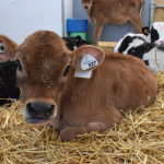 2026 Update on Reporting Developmental Conditions in Dairy Cows: We need your input