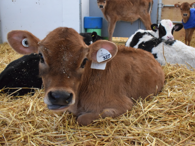 2026 Update on Reporting Developmental Conditions in Dairy Cows