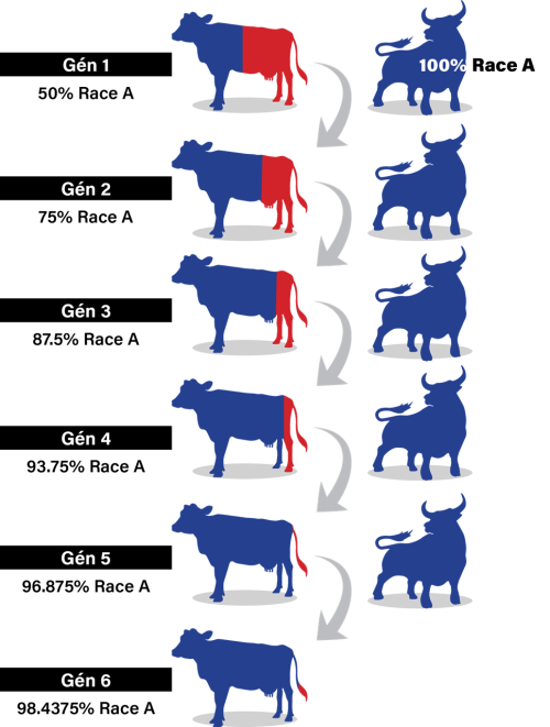 composition_race